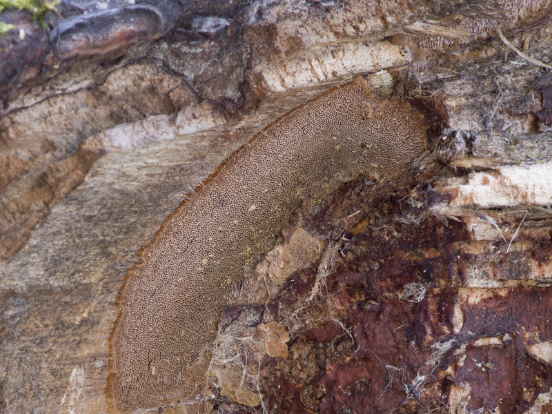 Phellinus pilatii